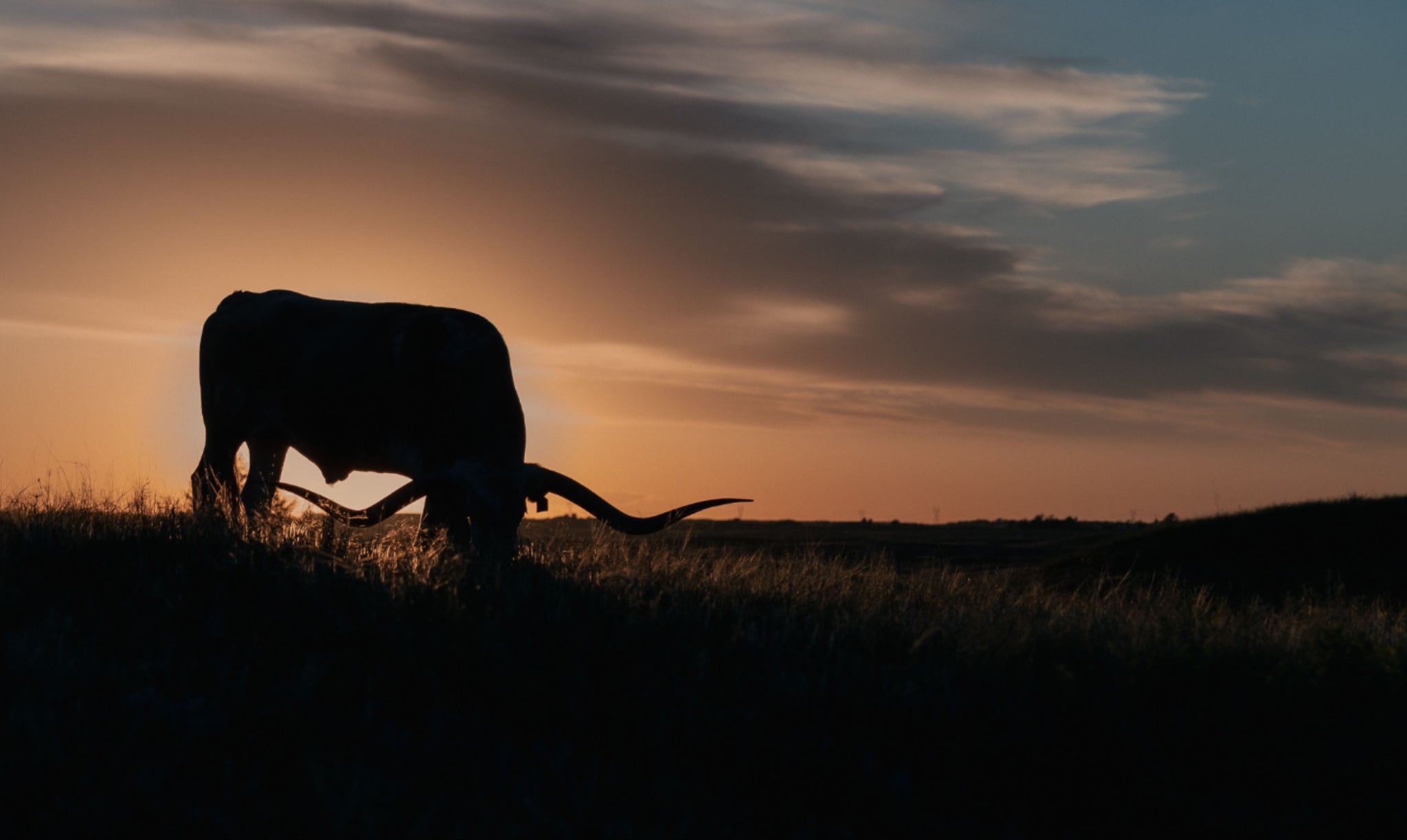 Texas longhorn bull portrait — moody cinematic photography by Clean Cut Shots Houston TX