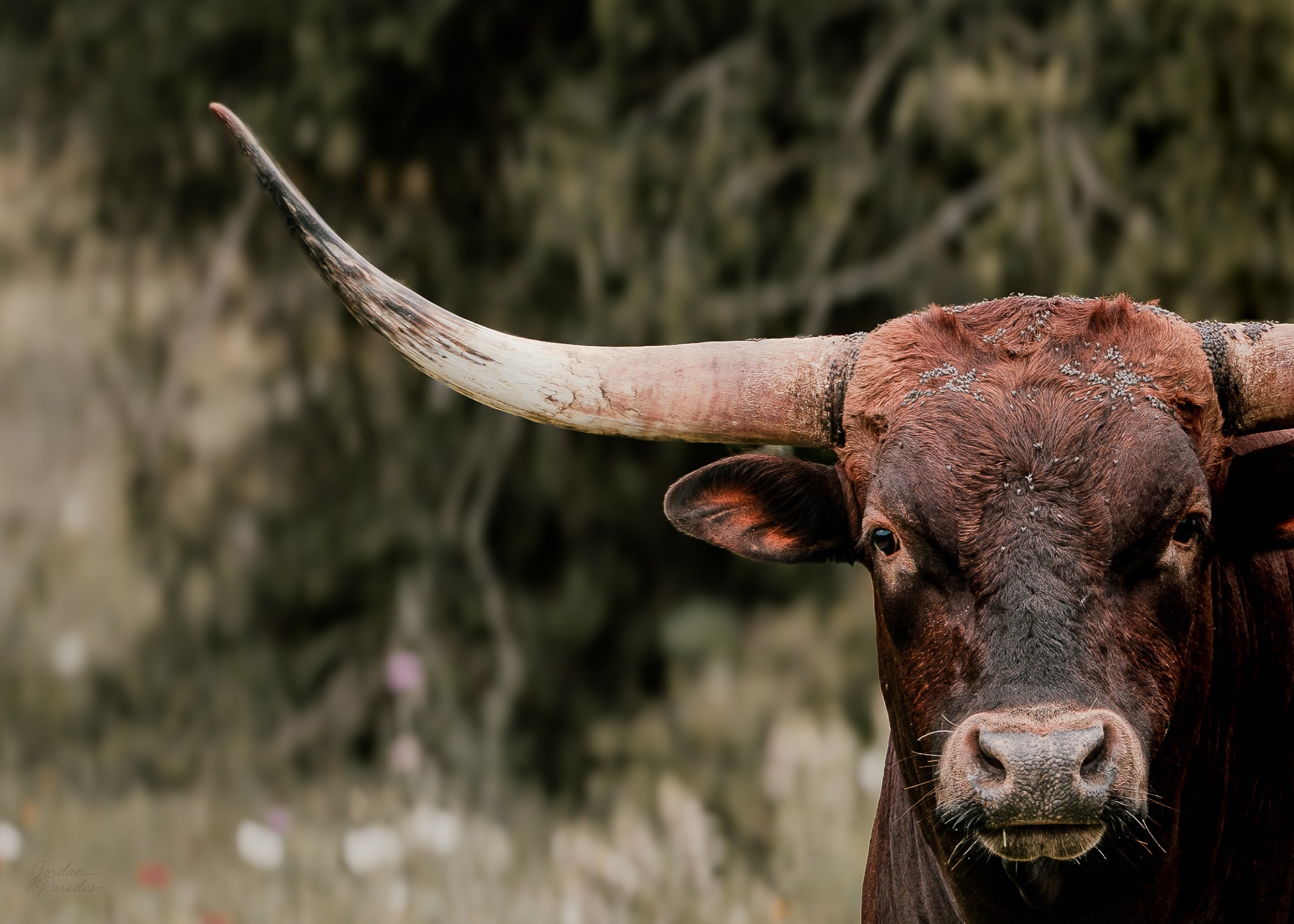 Commercial photography Houston TX — Texas Longhorn portrait by Clean Cut Shots